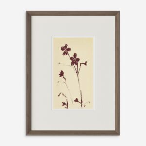 Meadow Rue No. 9 Wall Art by Shaina Page